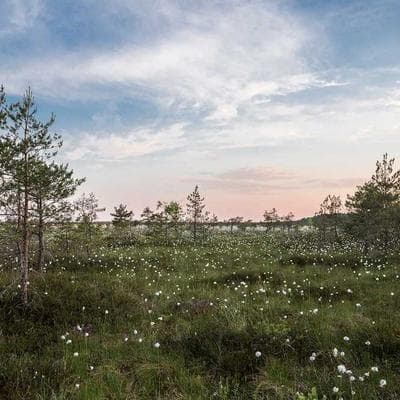 Son Tint Lâu Trôi Velvet 12h Pro